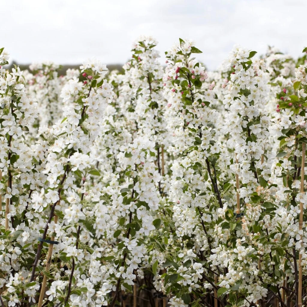 Ultimate Flowering Hedge | Growers' Choice 6 Ultimate Flowering Hedge | Growers' Choice - Image 6