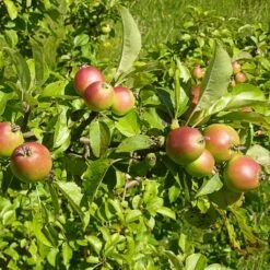 All Seasons Hedging | Growers' Choice -PlantHaven Store SHR0229 6 d11146dc 1340 42da b37c 8c79d5a56dd2