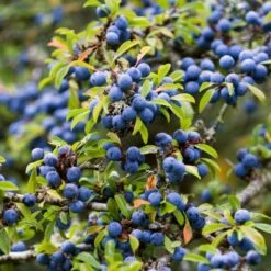 Best Mixed Native Wildlife Hedging | Growers' Choice 12 Best Mixed Native Wildlife Hedging | Growers' Choice -PlantHaven Store SHR0240 1 5843703b 3b06 40dc 988f 0dd4fbaec567