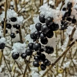 A Completely Edible Hedge | 3/5/10/20m Packs 18 A Completely Edible Hedge | 3/5/10/20m Packs -PlantHaven Store SHR0240 4 ff6bfad9 d4da 4434 a40c 6aa7c3306443