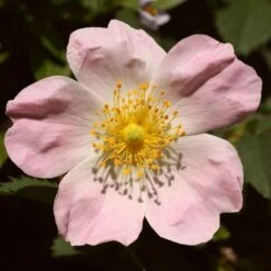 Ultimate Flowering Hedge | Growers' Choice 17 Ultimate Flowering Hedge | Growers' Choice -PlantHaven Store SHR0246 1