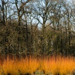 Fast Growing Evergreen Hedging Wildlife Mix | Growers' Choice 12 Fast Growing Evergreen Hedging Wildlife Mix | Growers' Choice -PlantHaven Store SHR0252 3 fe5f10e4 3c5c 440f 876c 3892ceb5ff5e