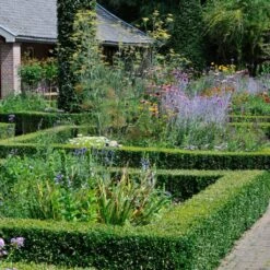 Common Yew | Taxus Baccata 12 Common Yew | Taxus Baccata -PlantHaven Store SHR0261 3