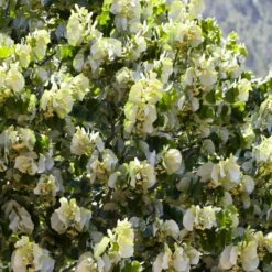 Fast Growing Evergreen Hedging Wildlife Mix | Growers' Choice 15 Fast Growing Evergreen Hedging Wildlife Mix | Growers' Choice -PlantHaven Store SHR0263 4 e126b2d1 241b 466a 847e 12cdb3686ee0