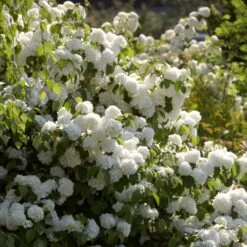 Ultimate Flowering Hedge | Growers' Choice 11 Ultimate Flowering Hedge | Growers' Choice -PlantHaven Store SHR0266 3 289a3d5e 1947 4c87 ab44 6fef0c297a45