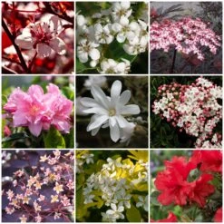 Best Flowering Shrubs