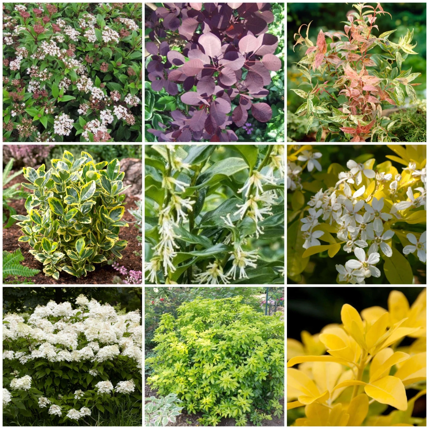 Best Shrubs For Borders 1 Best Shrubs For Borders