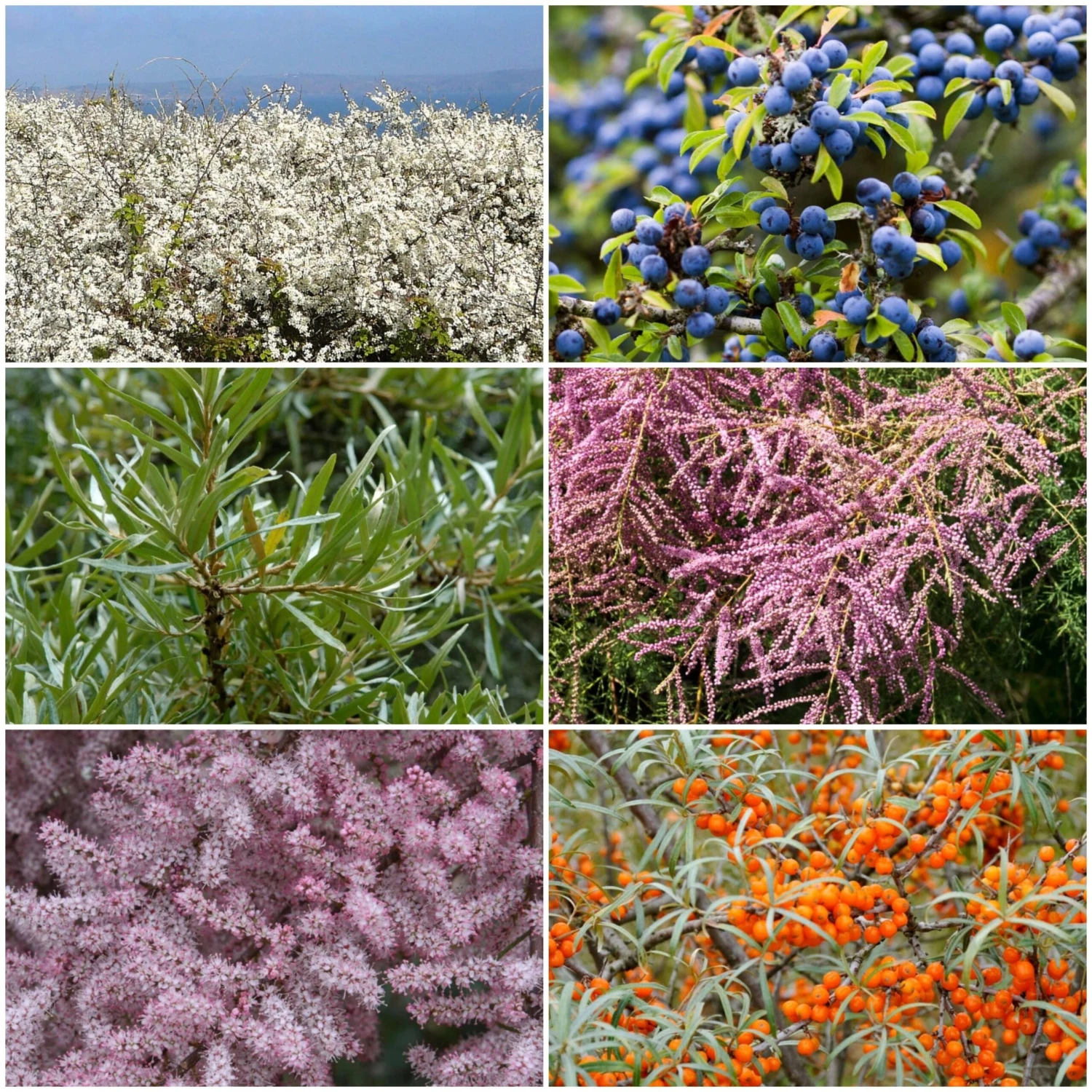 Best Mixed Coastal Hedging | Growers' Choice 1 Best Mixed Coastal Hedging | Growers' Choice