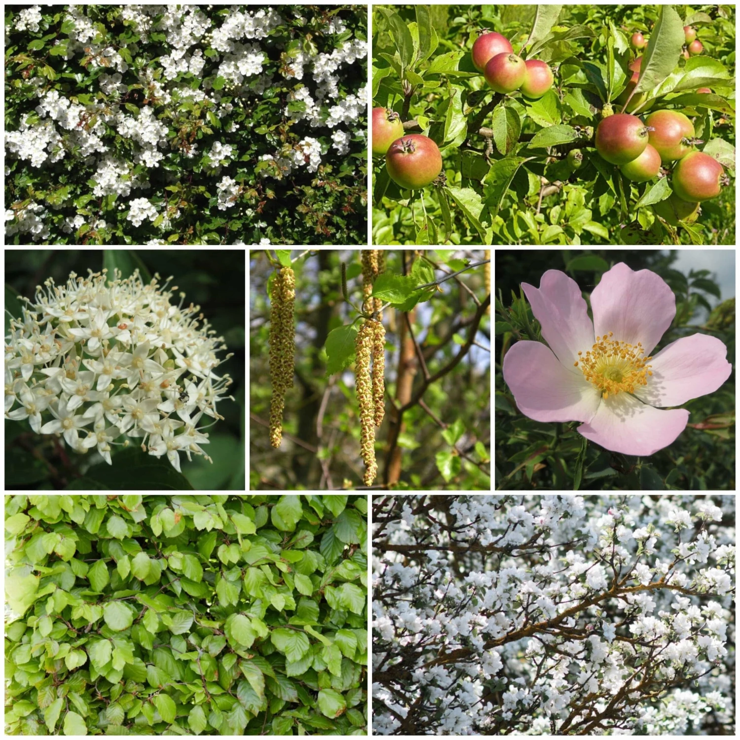 Livestock Friendly Farm Hedging | Growers' Choice | BN11 Compliant 1 Livestock Friendly Farm Hedging | Growers' Choice | BN11 Compliant