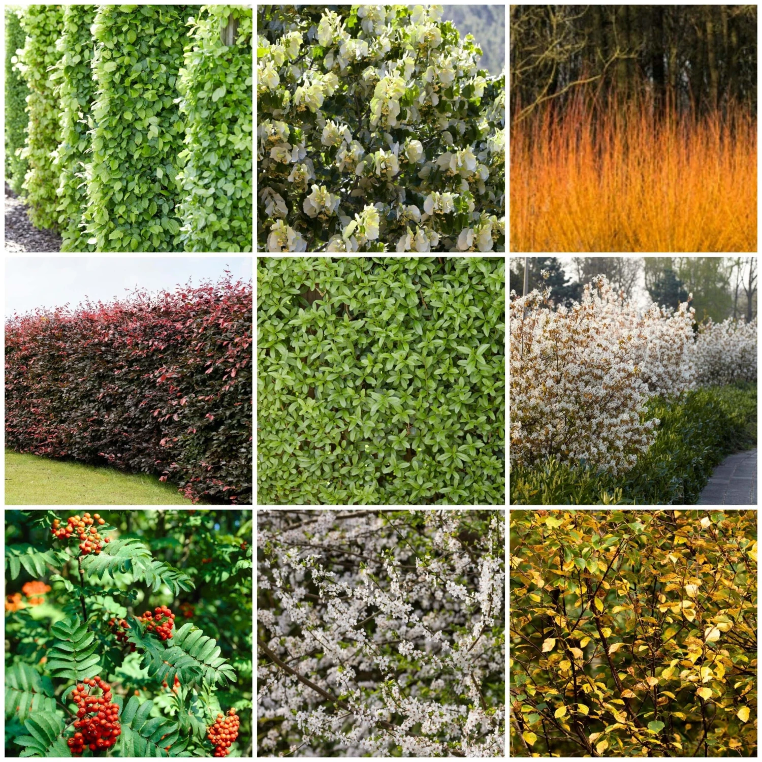 Fast Growing Evergreen Hedging Wildlife Mix | Growers' Choice 2 Fast Growing Evergreen Hedging Wildlife Mix | Growers' Choice - Image 2