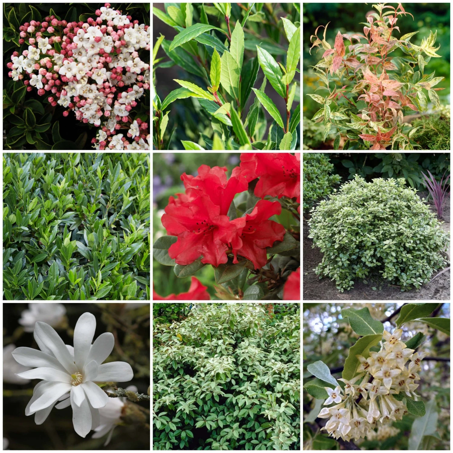 Best Shrubs For Shade 1 Best Shrubs For Shade