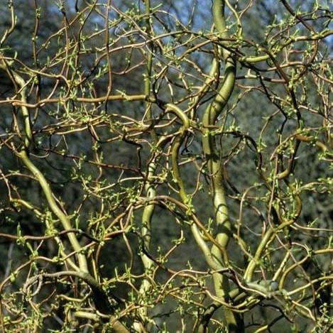 Corkscrew Willow | Salix Matsudana 'Tortuosa' 2 Corkscrew Willow | Salix Matsudana 'Tortuosa' - Image 2