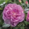 'Saphir' Shrub Rose