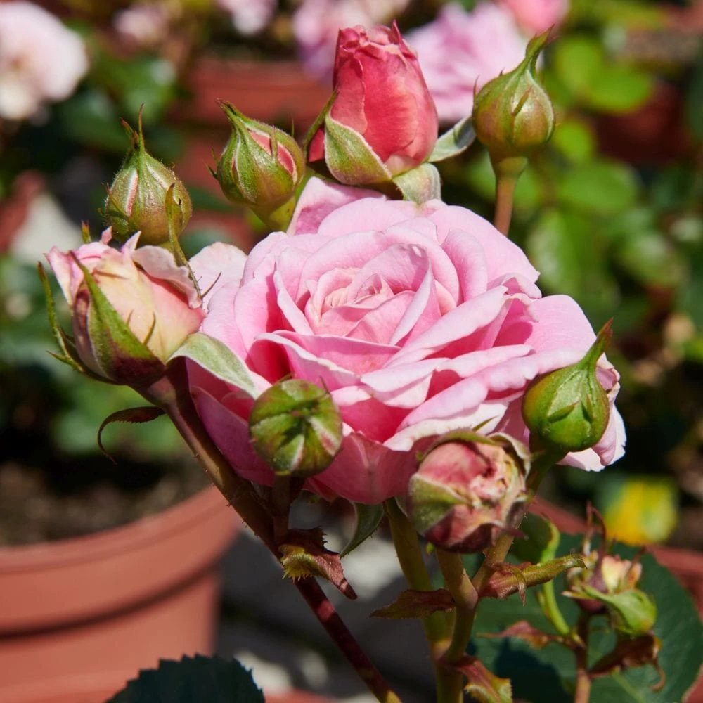 'Palace Tabor' Patio Shrub Rose 2 'Palace Tabor' Patio Shrub Rose - Image 2