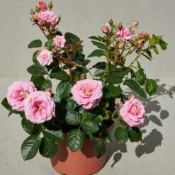 'Palace Tabor' Patio Shrub Rose 7 'Palace Tabor' Patio Shrub Rose -PlantHaven Store Tabor Palace Poulpal104 N 3