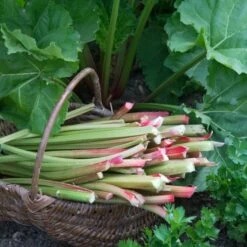 Full Season Rhubarb Collection -PlantHaven Store VEG0173 1 aa876d4d ee75 42cd 851d 43a214dc5cb2