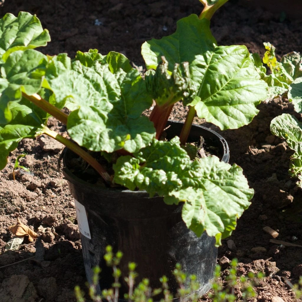 'Goliath' Rhubarb Plant 2 'Goliath' Rhubarb Plant - Image 2