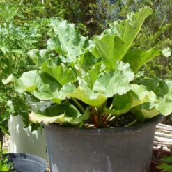 'Raspberry Red' Rhubarb Plant