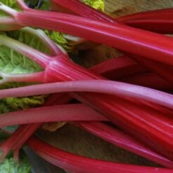 Full Season Rhubarb Collection -PlantHaven Store VEG0179 2 ee10ba25 a25e 48e9 9e72 1c0d320a2add