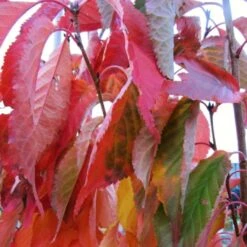 Flagpole Cherry Blossom Tree | Prunus Amanogawa 12 Flagpole Cherry Blossom Tree | Prunus Amanogawa -PlantHaven Store amanogawaautumn