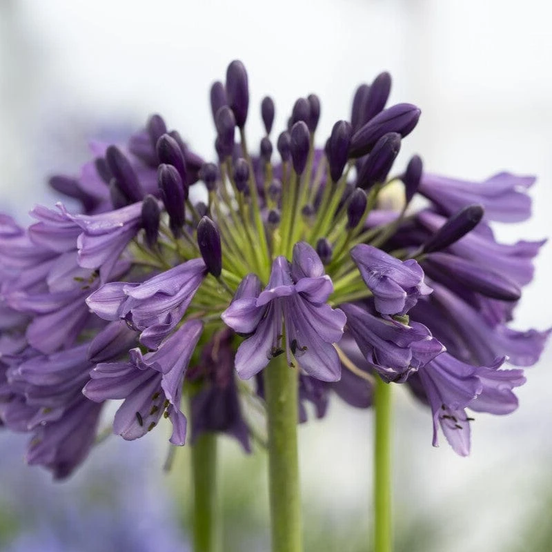 Agapanthus 'Poppin Purple' | 7.5L 1 Agapanthus 'Poppin Purple' | 7.5L