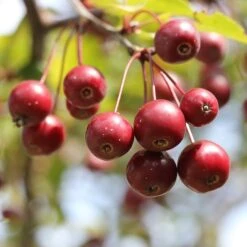 'Sun Rival' Crabapple Tree 7 'Sun Rival' Crabapple Tree -PlantHaven Store berries 4380182 960 720