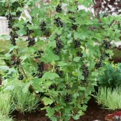 Big Ben Blackcurrant Bush 6 Big Ben Blackcurrant Bush -PlantHaven Store bigben 2