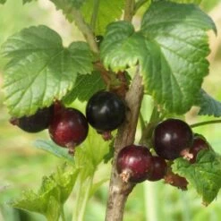 Big Ben Blackcurrant Bush 7 Big Ben Blackcurrant Bush -PlantHaven Store bigben 3