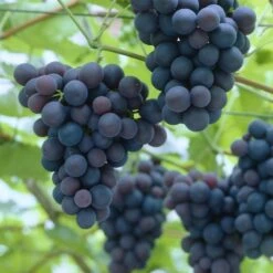 'Black Hamburgh' Indoor Grape Vine -PlantHaven Store black hamburg