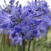 Agapanthus 'Star Quality' | 3L