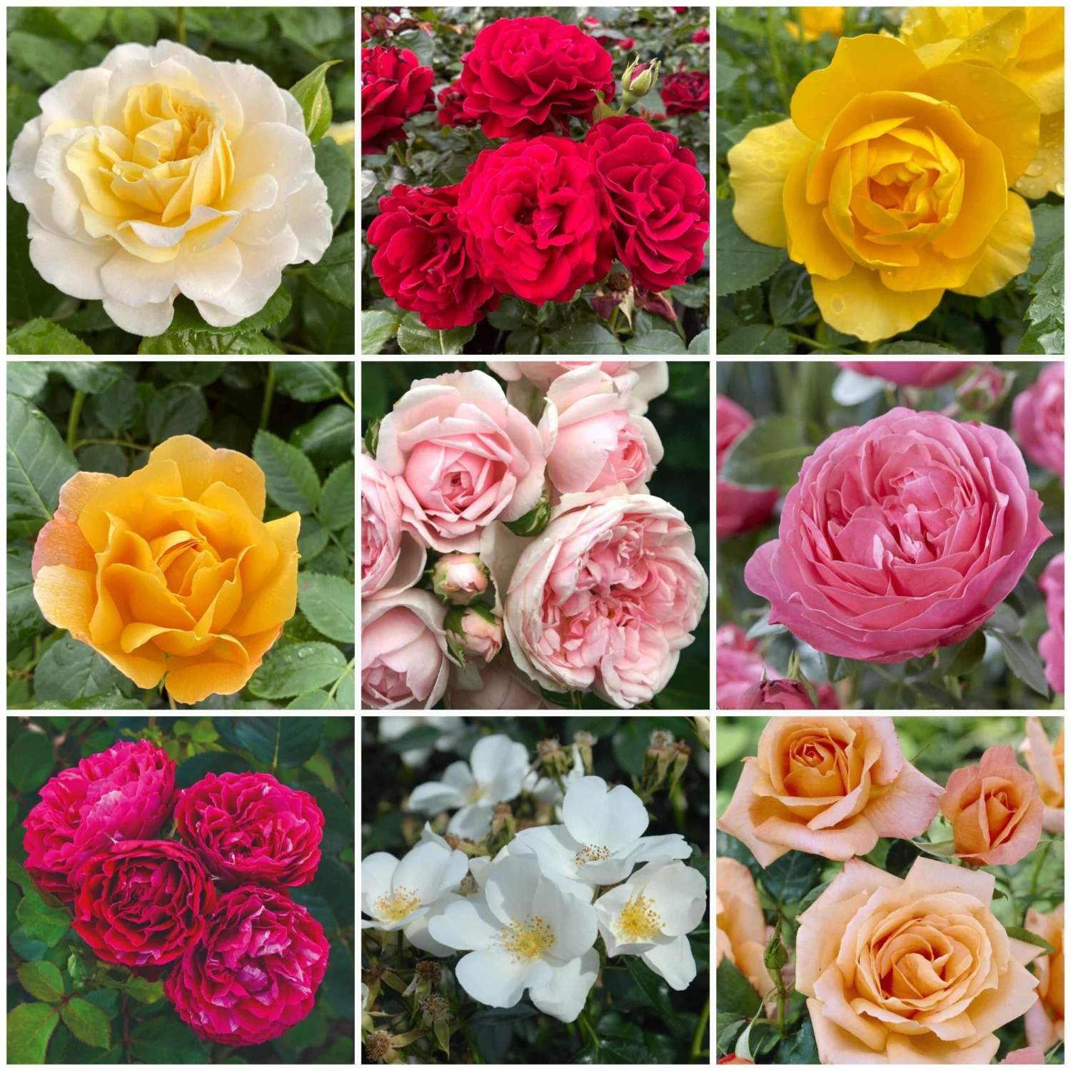 Shrub Rose Collection | Roses For The Border 1 Shrub Rose Collection | Roses For The Border