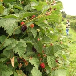 Boysenberry Bush | Rubus 10 Boysenberry Bush | Rubus -PlantHaven Store boysenberry 5