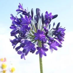 Agapanthus 'Royal Velvet' -PlantHaven Store brer09527sq