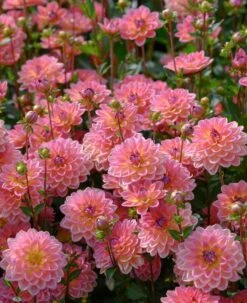 Dahlia 'Pacific View' -PlantHaven Store brer09906