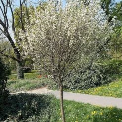 Lapins 'Cherokee' Cherry Tree -PlantHaven Store cherrytree21 1