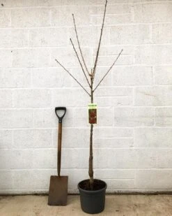 'Van' Cherry Tree -PlantHaven Store cherryvanpotted
