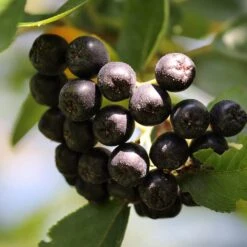 Unusual Berry Collection 10 Unusual Berry Collection -PlantHaven Store chokeberries