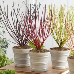 Best Value Cornus Collection | Winter Hedging 15 Best Value Cornus Collection | Winter Hedging -PlantHaven Store cornuscollection 2
