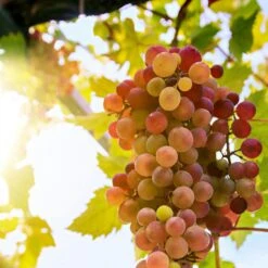 'Crimson Seedless' Grape Vine 7 'Crimson Seedless' Grape Vine -PlantHaven Store crimson seedless