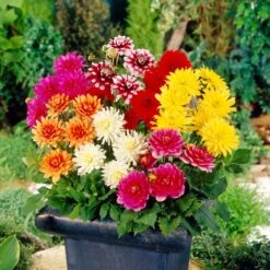 Premium Dahlia Plants Collection -PlantHaven Store dahliacol 2