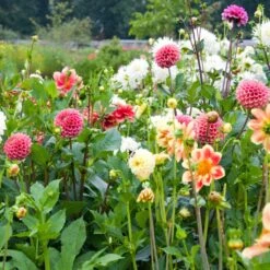 Premium Dahlia Plants Collection -PlantHaven Store dahliacol 3