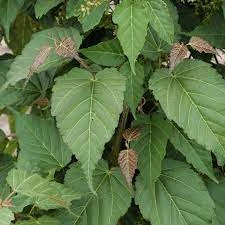 Viper Acer Tree | Acer Davidii | Snake Bark Maple 3 Viper Acer Tree | Acer Davidii | Snake Bark Maple - Image 3