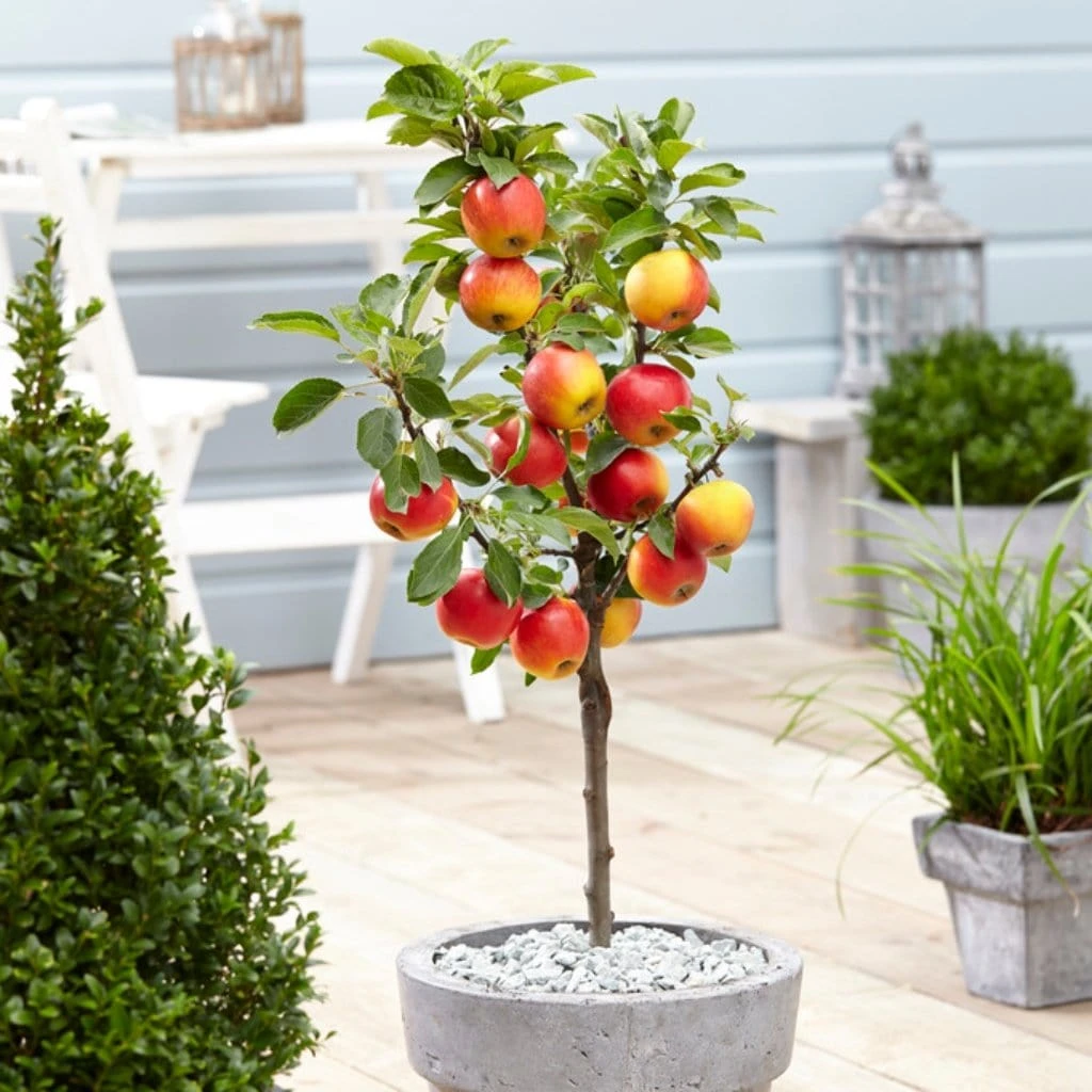 'Ecolette' Patio Apple Tree | 4.5L Pot 1 'Ecolette' Patio Apple Tree | 4.5L Pot
