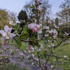 Egremont Russet Apple Tree Dwarfing Rootstock 12 Egremont Russet Apple Tree Dwarfing Rootstock -PlantHaven Store egremontRussetblossom 1b9a7f1e 6c63 4140 8944 6e61df219470