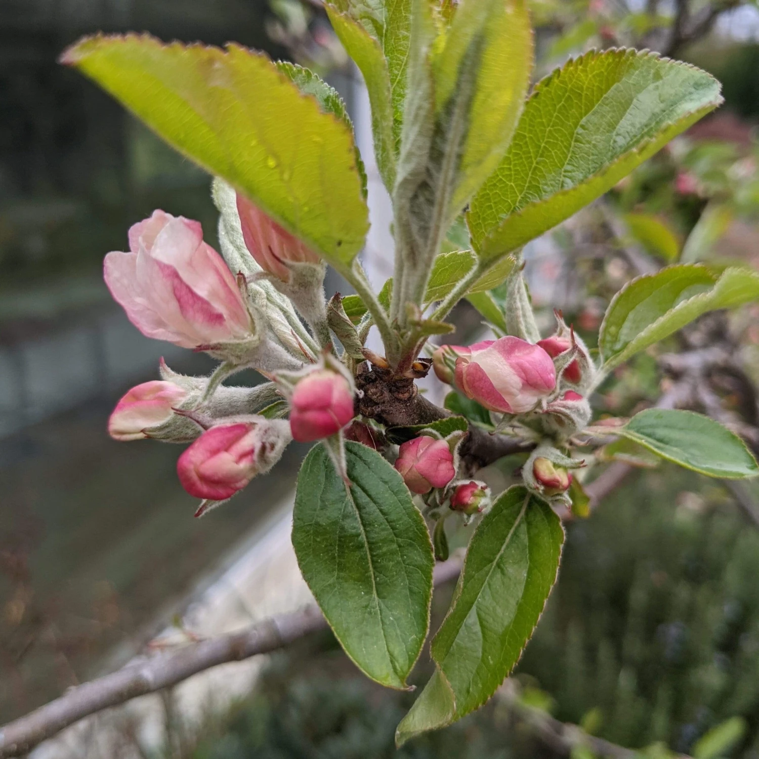 Egremont Russet Apple Tree Dwarfing Rootstock 7 Egremont Russet Apple Tree Dwarfing Rootstock - Image 7