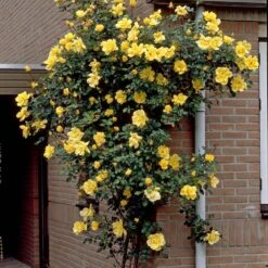 Repeat Flowering Climbing Rose Collection 9 Repeat Flowering Climbing Rose Collection -PlantHaven Store elbo03964 gardeners glory 2f988433 e4b9 4626 9a46 4bf123470df9
