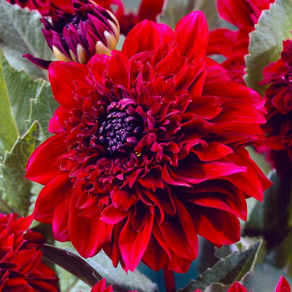 Dahlia Soulman 1 Dahlia Soulman