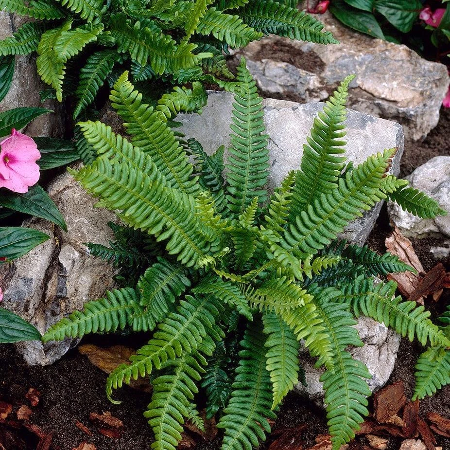 Hard Fern | Blechnum Spicant 1 Hard Fern | Blechnum Spicant