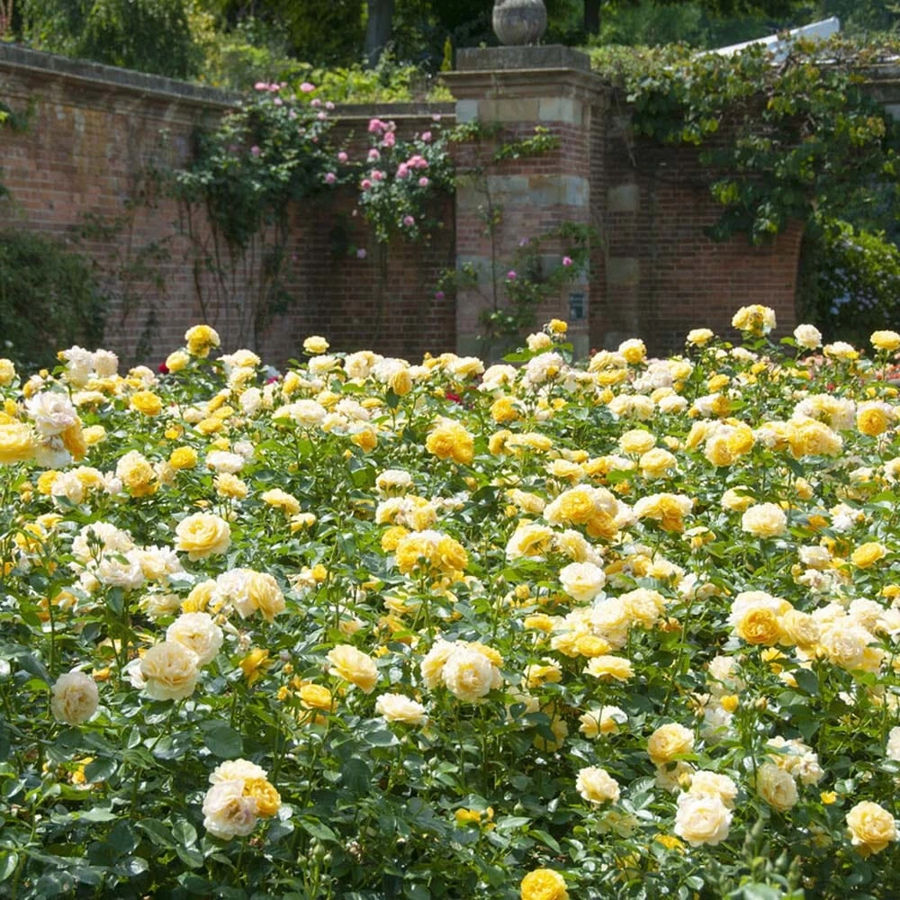 'Absolutely Fabulous' Floribunda Rose 2 'Absolutely Fabulous' Floribunda Rose - Image 2