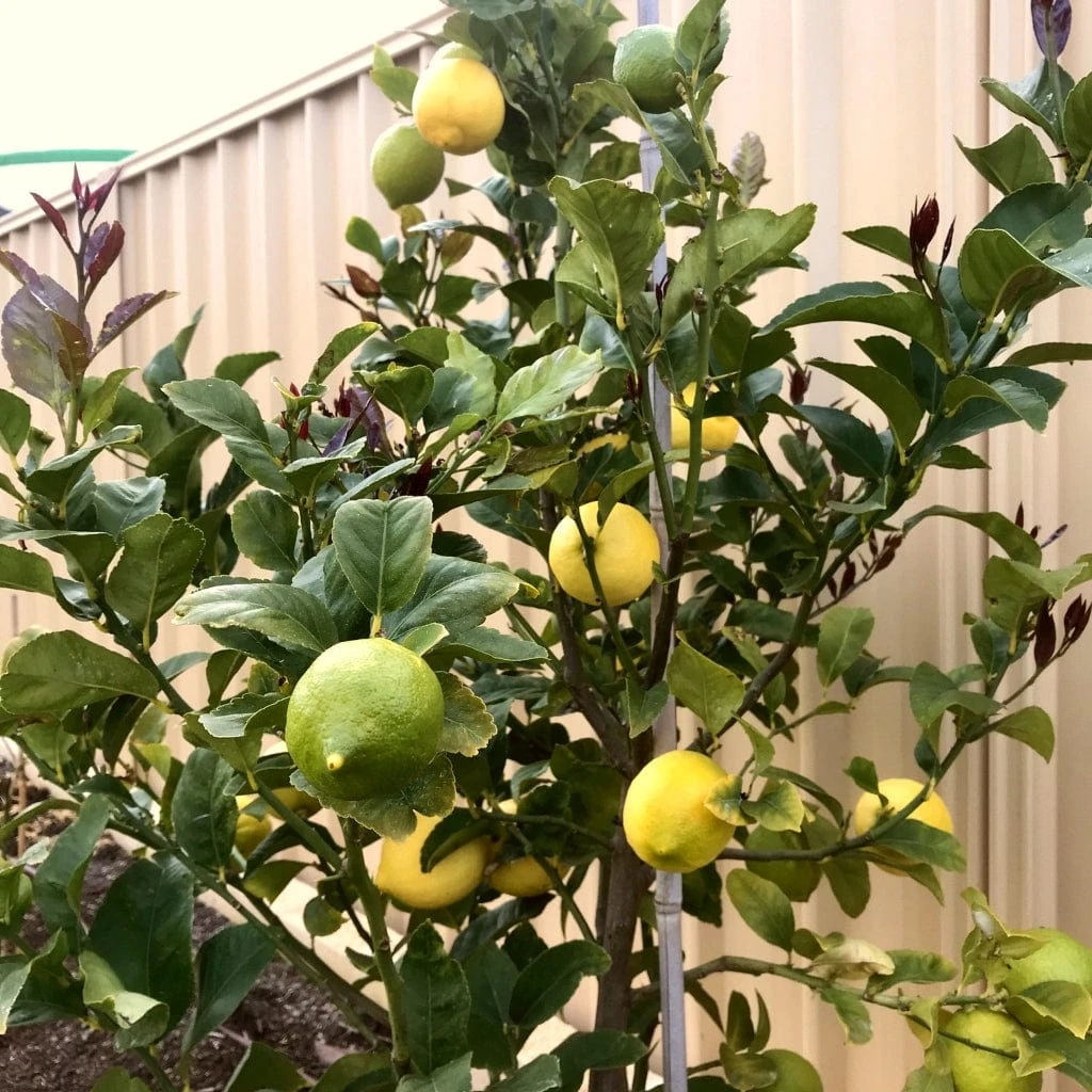 'Eureka' Patio Lemon Tree | 4 Seasons Lemon 4 'Eureka' Patio Lemon Tree | 4 Seasons Lemon - Image 4